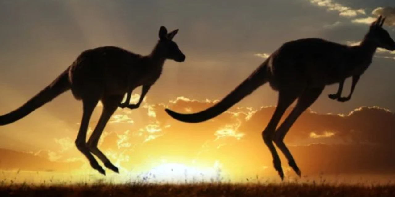 Studiare all'università in Australia